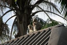 Grüne Meerkatzen (62 von 67).jpg